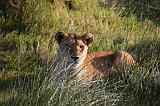 TANZANIA - Serengeti National Park - Leoni Lions - 13